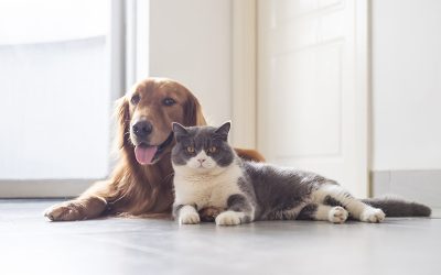 Samen sporten met je huisdier